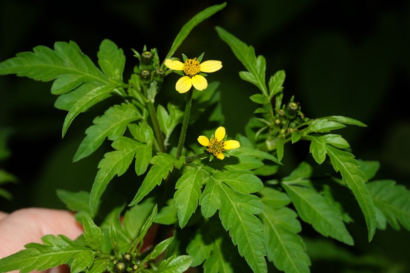 Bidens mandonii photo 7