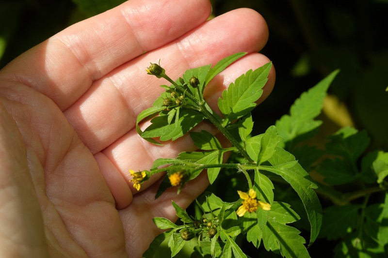 Bidens mandonii photo 8