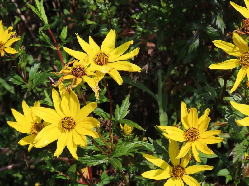Bidens mannii