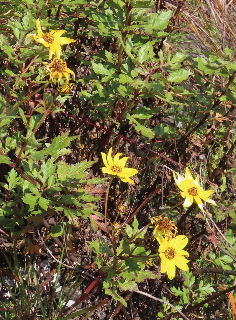 Bidens mannii photo 2