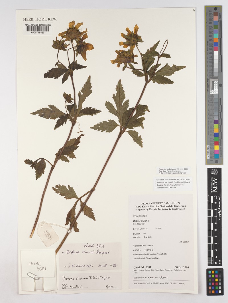 Bidens mannii photo 4