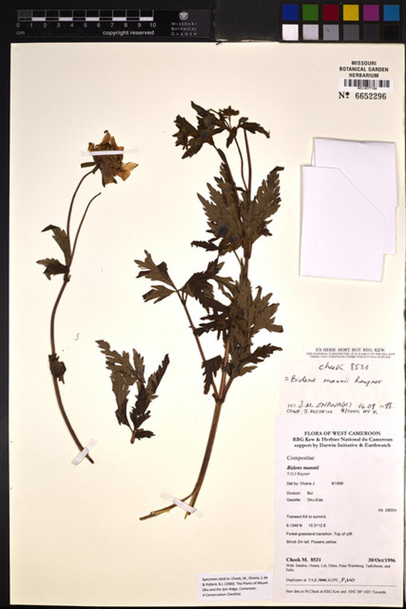 Bidens mannii photo 5