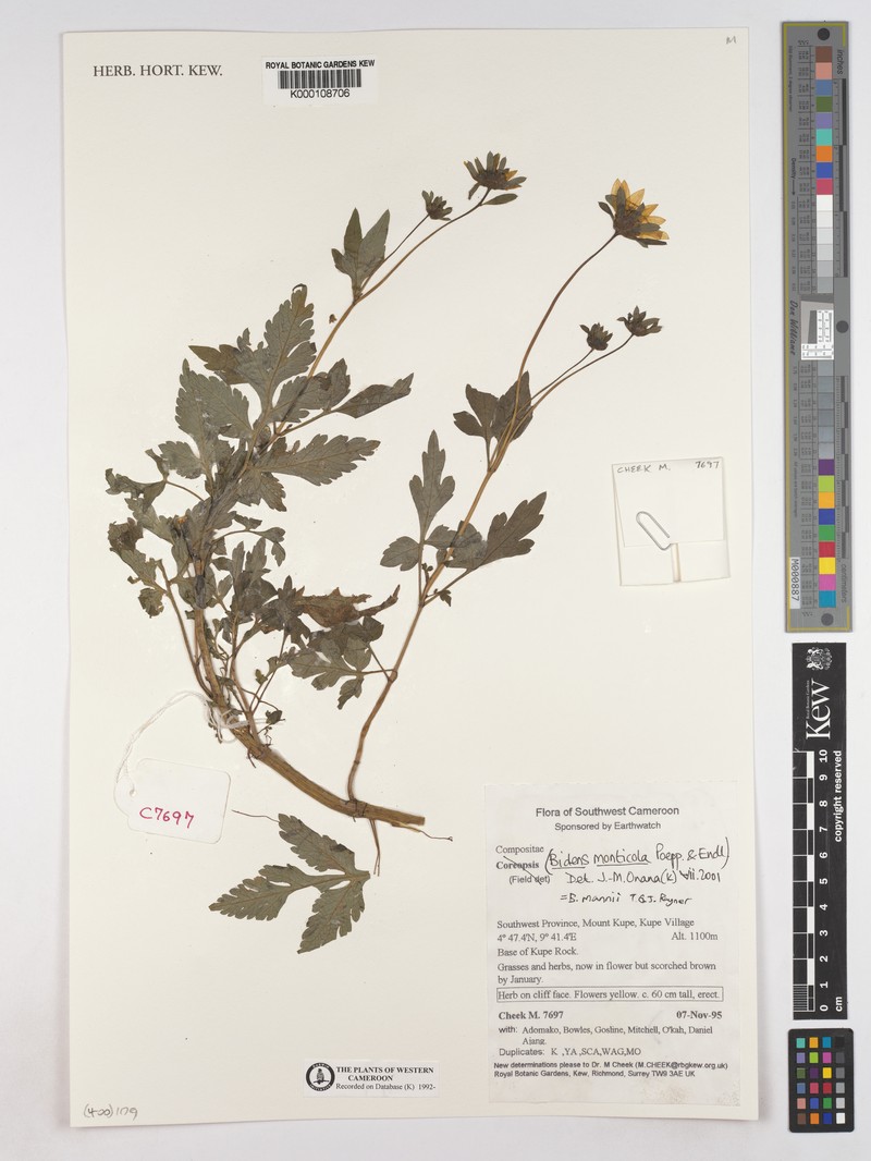 Bidens mannii photo 6