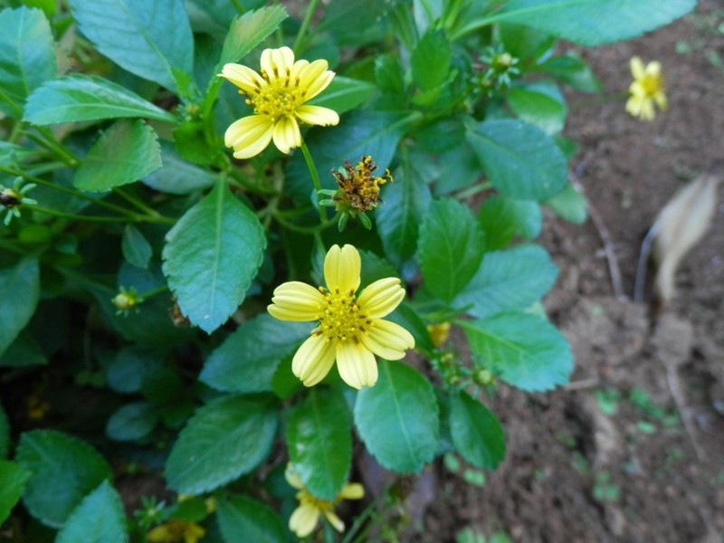 Bidens mathewsii photo 2