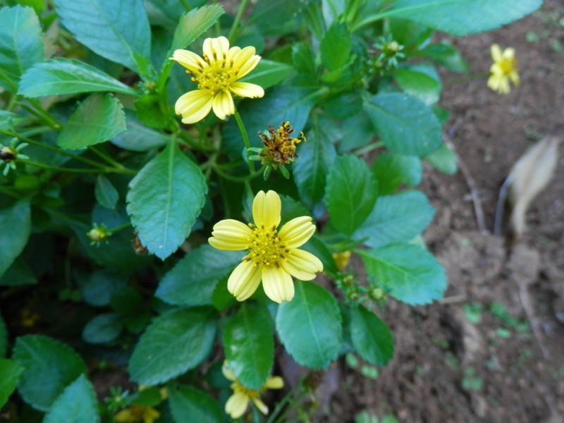 Bidens mathewsii photo 3