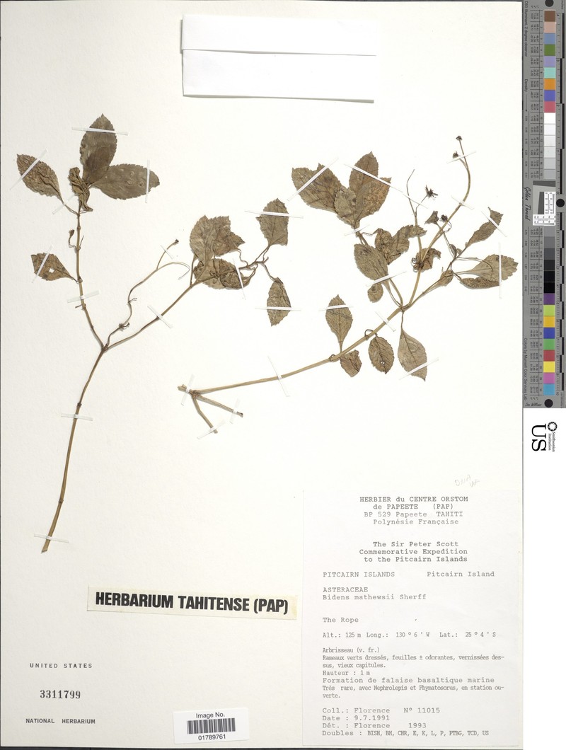 Bidens mathewsii photo 4