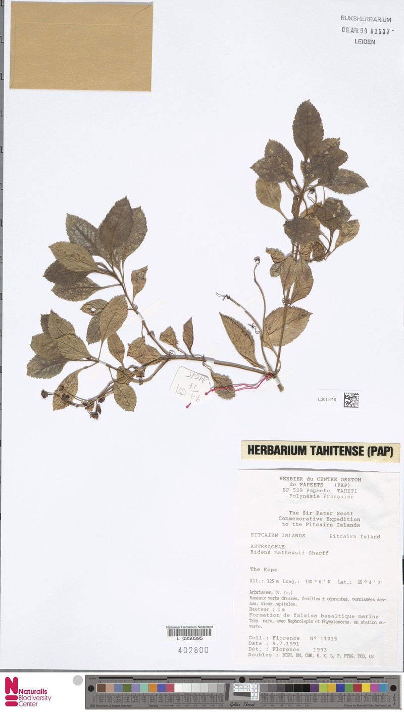 Bidens mathewsii photo 5