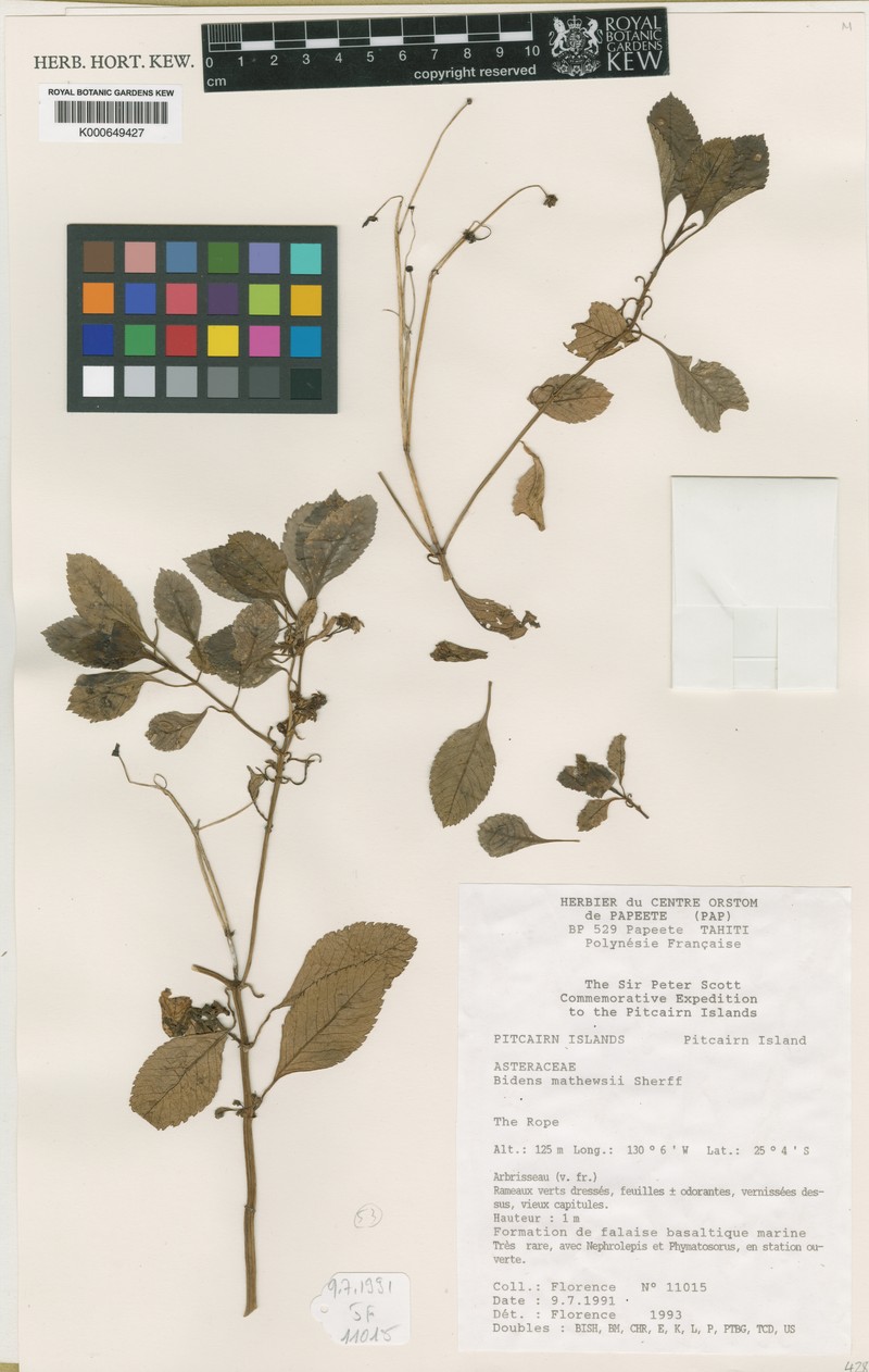 Bidens mathewsii photo 6