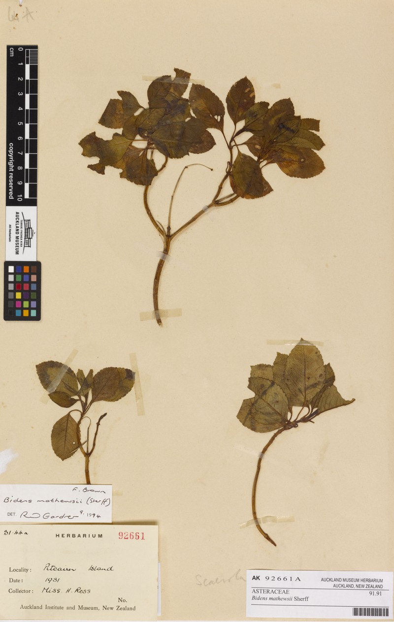 Bidens mathewsii