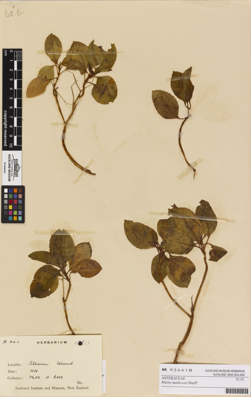 Bidens mathewsii photo 7