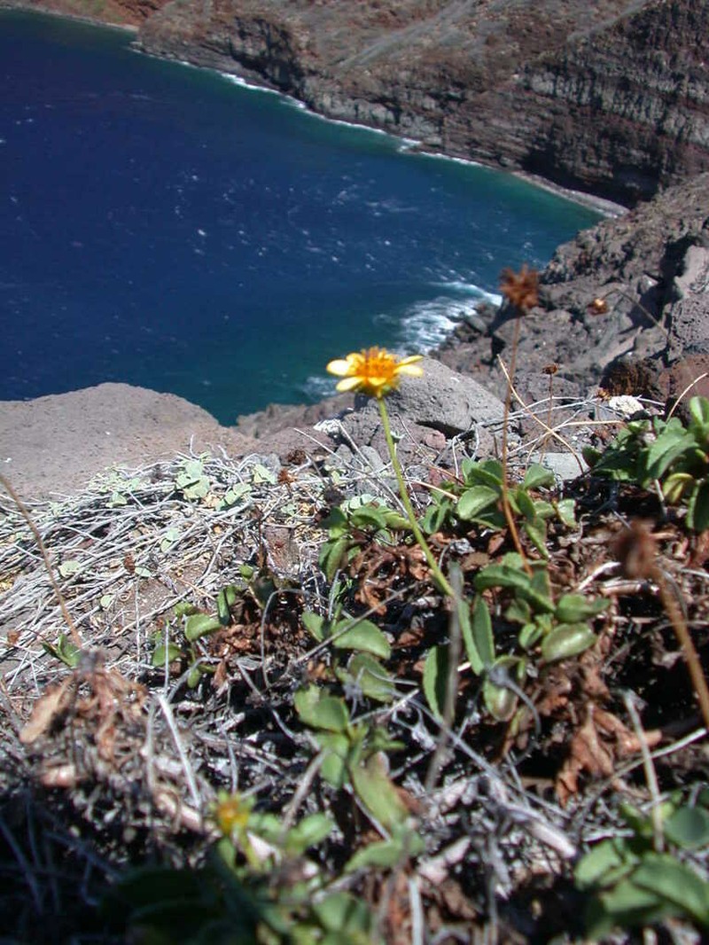 Maui Beggarticks photo 3