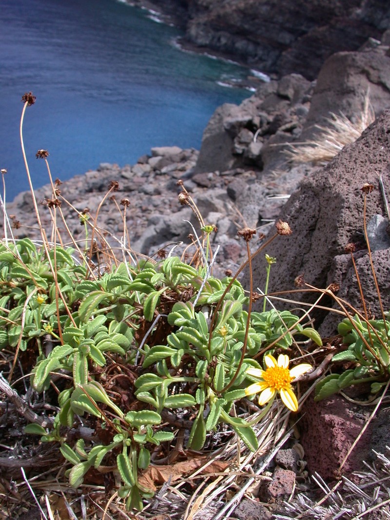 Maui Beggarticks photo 4