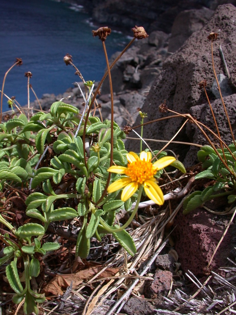 Maui Beggarticks photo 5