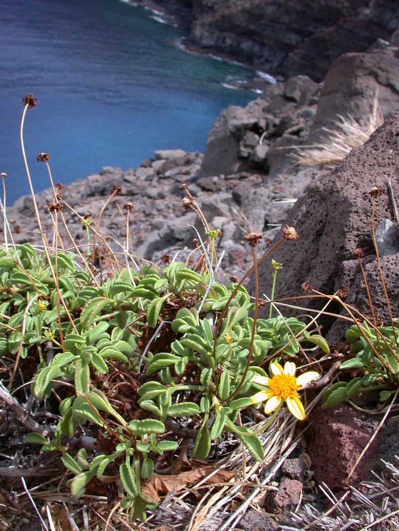 Maui Beggarticks photo 7