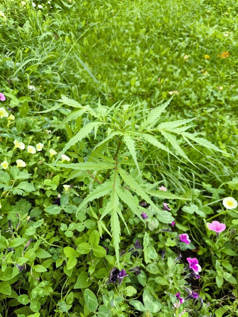 Bidens maximowicziana