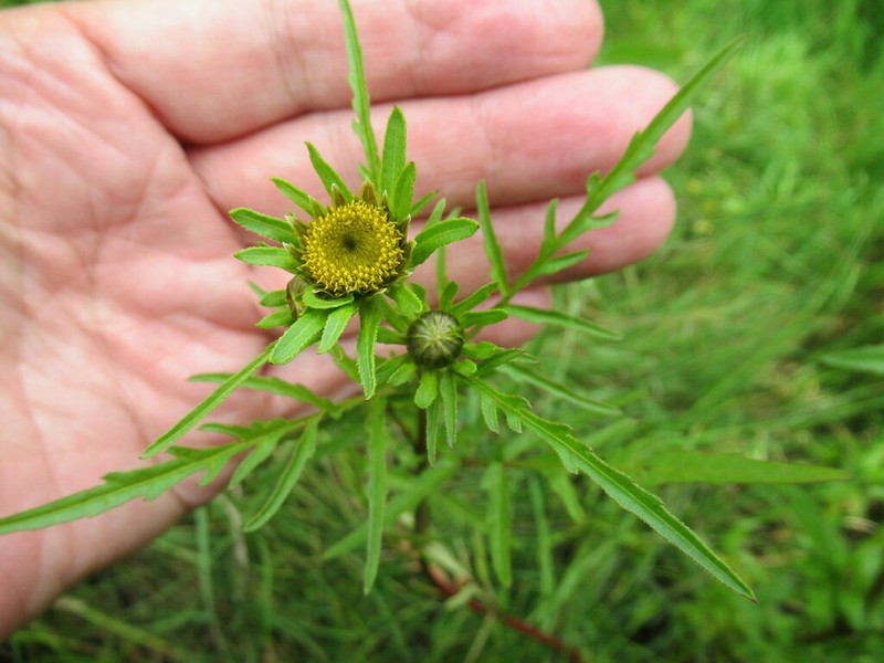 Bidens maximowicziana photo 2