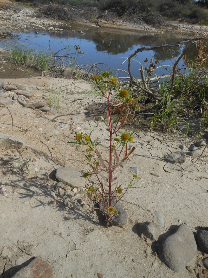 Bidens maximowicziana photo 3