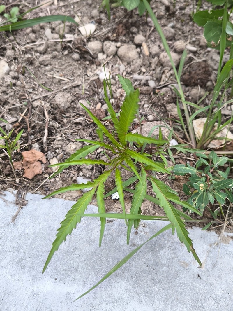 Bidens maximowicziana photo 6