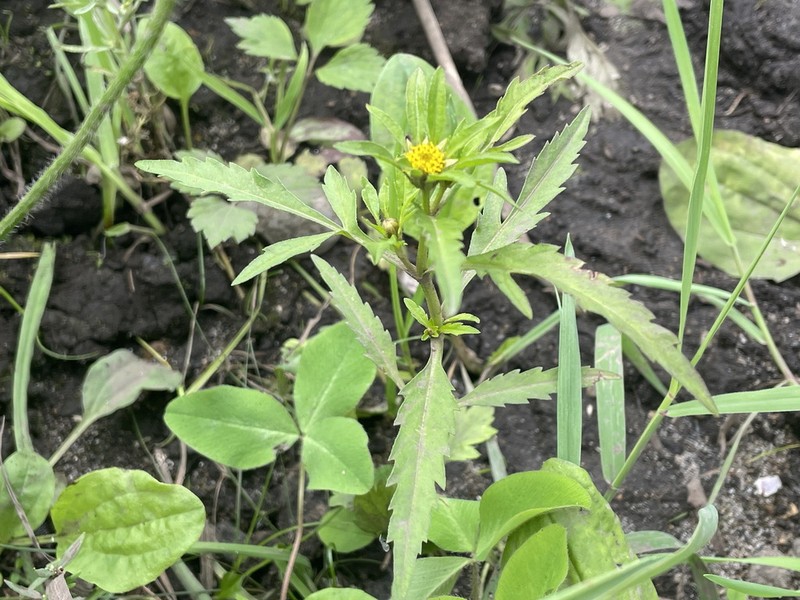 Bidens maximowicziana photo 8