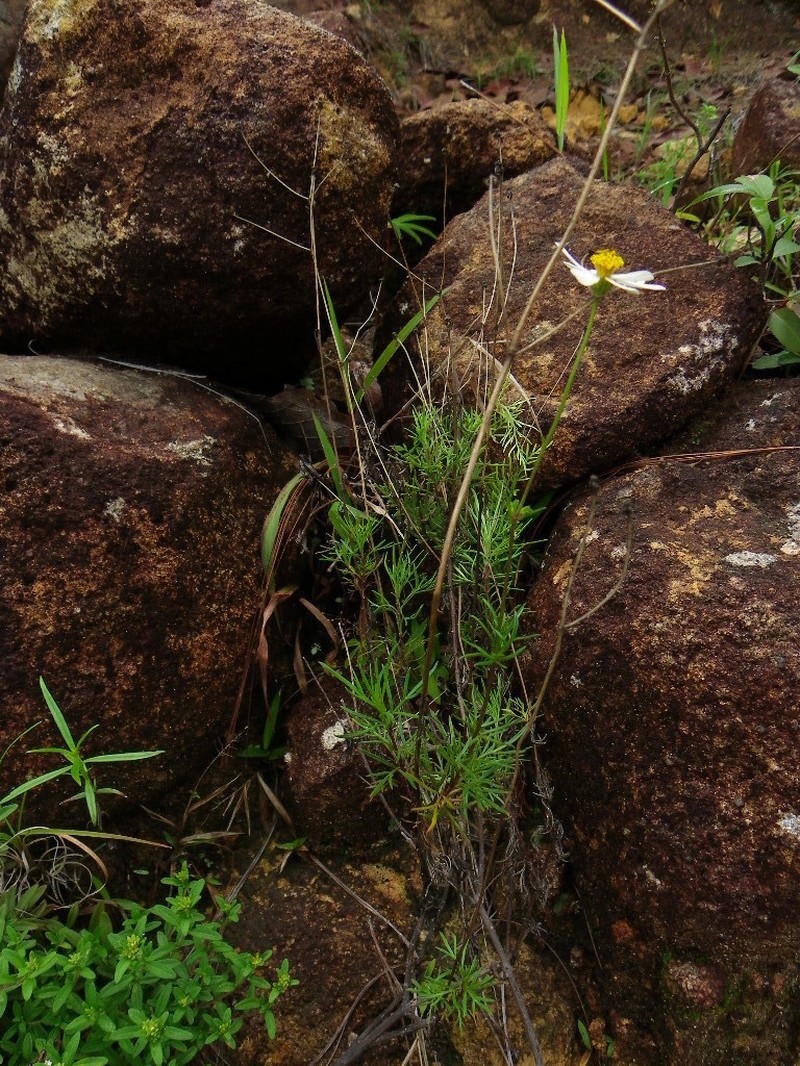 Bidens melchertii photo 2