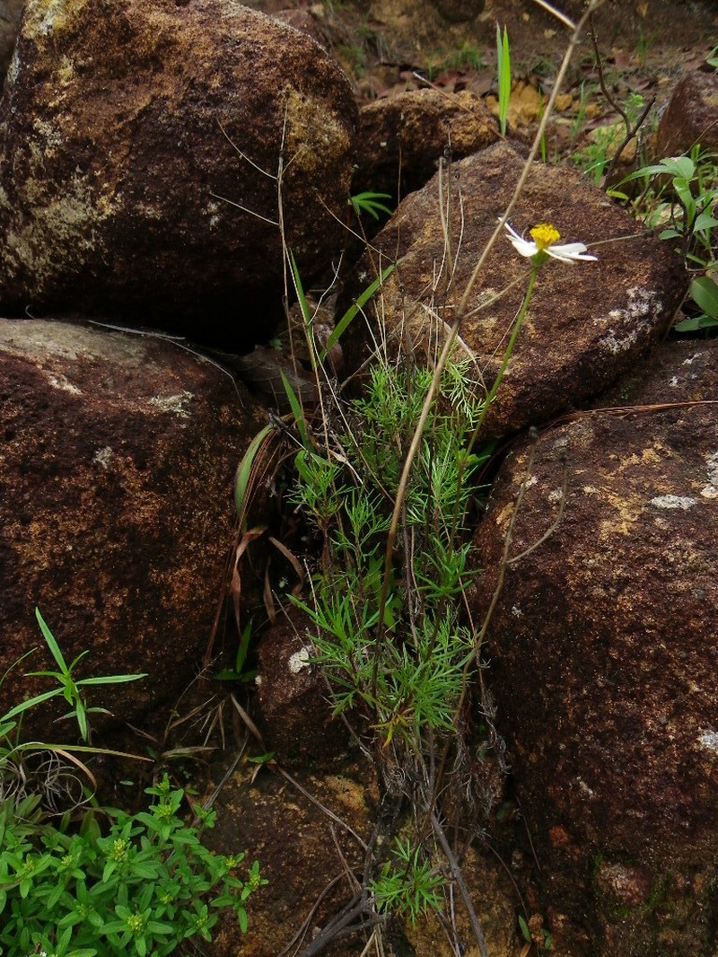 Bidens melchertii photo 3
