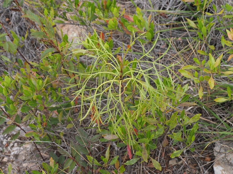 Mauna Loa Beggarticks photo 2