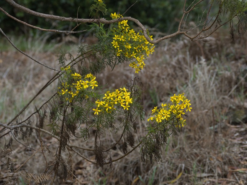 Mauna Loa Beggarticks photo 3