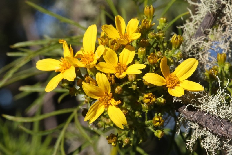 Mauna Loa Beggarticks photo 4