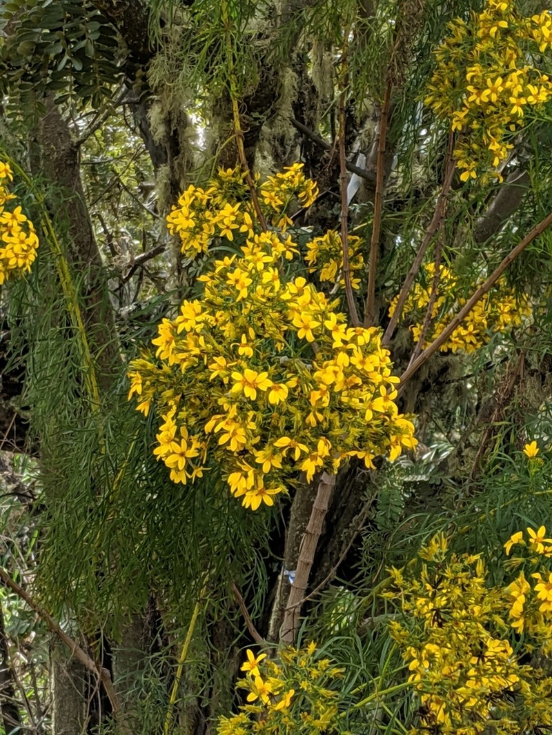 Mauna Loa Beggarticks photo 5