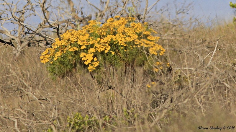 Mauna Loa Beggarticks photo 8