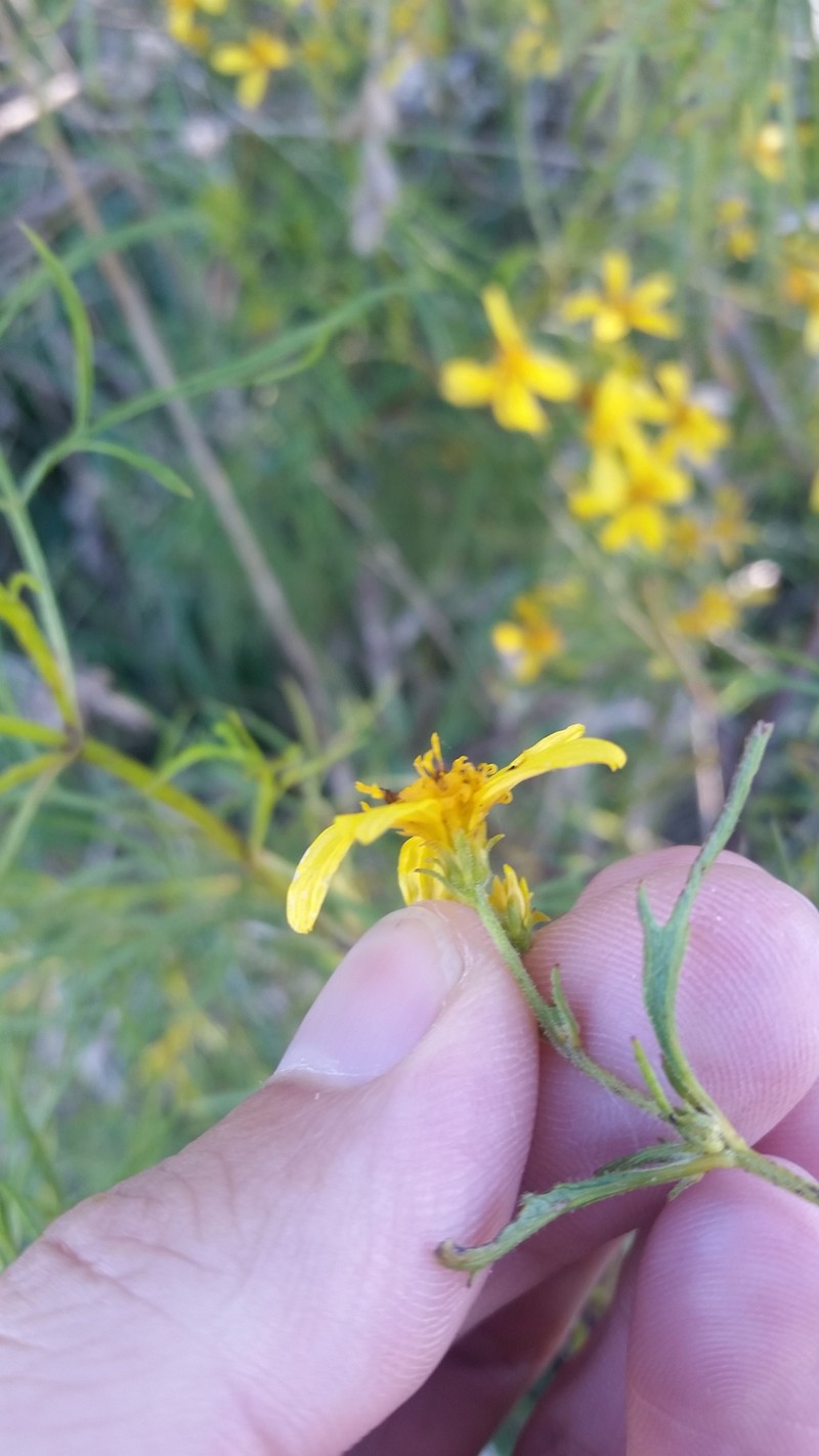 Bidens menziesii subsp. filiformis photo 2