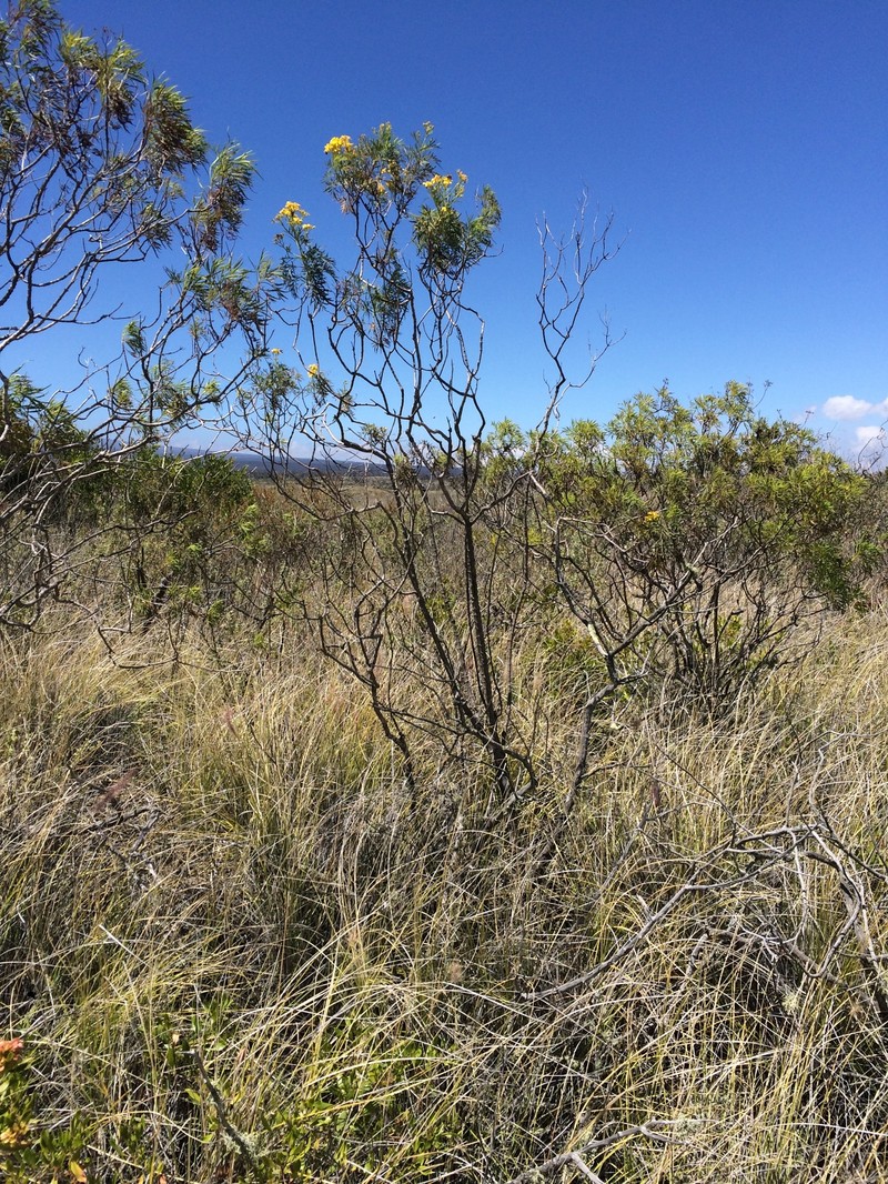 Bidens menziesii subsp. filiformis photo 3