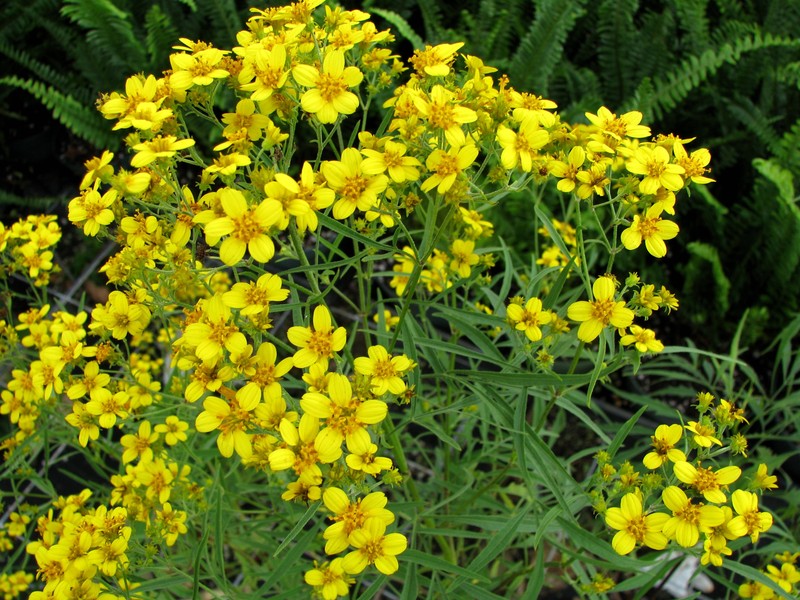 Bidens menziesii subsp. filiformis
