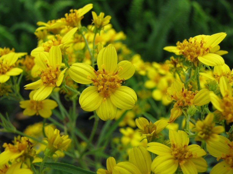 Bidens menziesii subsp. filiformis photo 4
