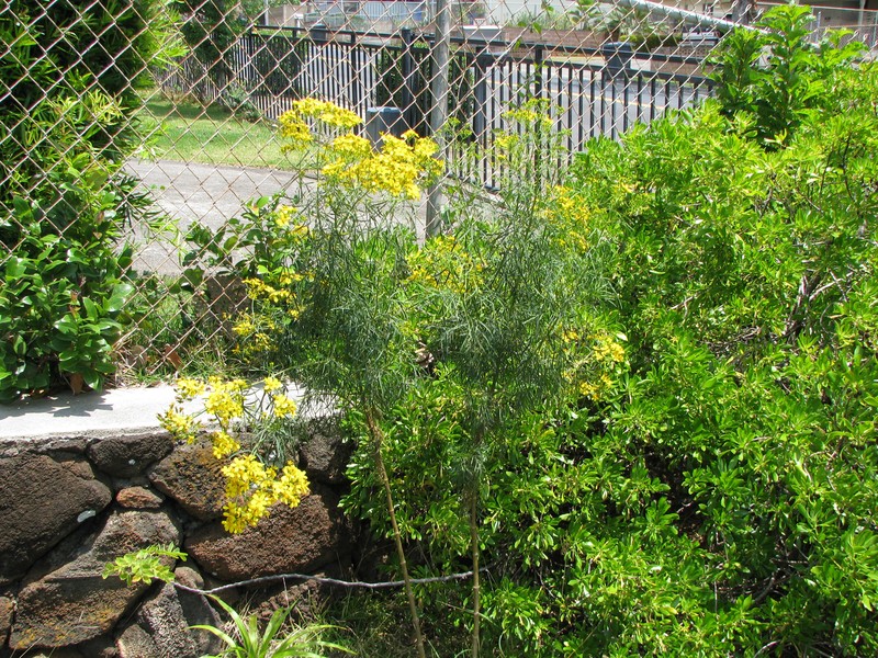 Bidens menziesii subsp. filiformis photo 5