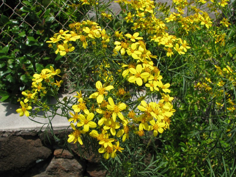 Bidens menziesii subsp. filiformis photo 6
