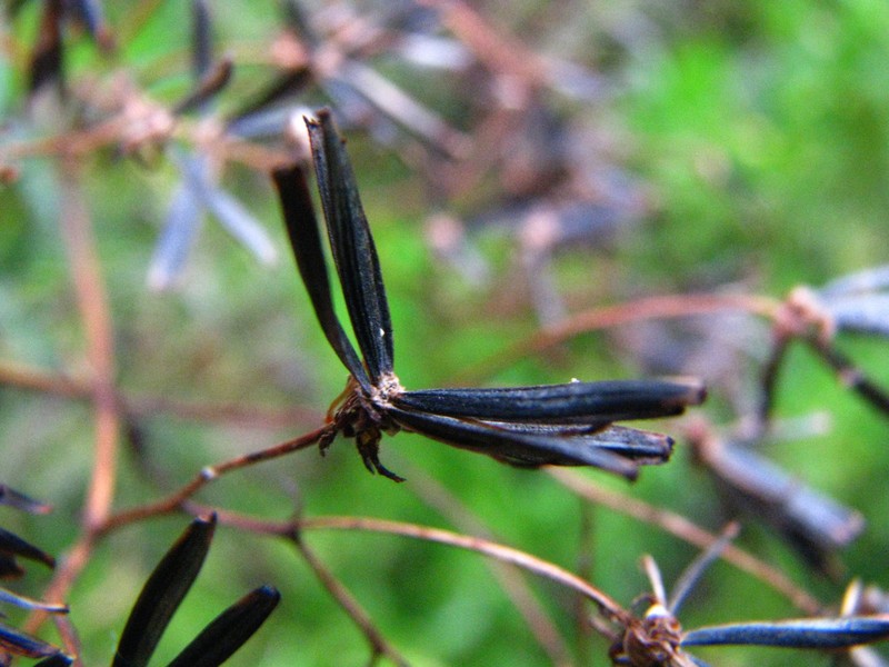 Bidens menziesii subsp. filiformis photo 7