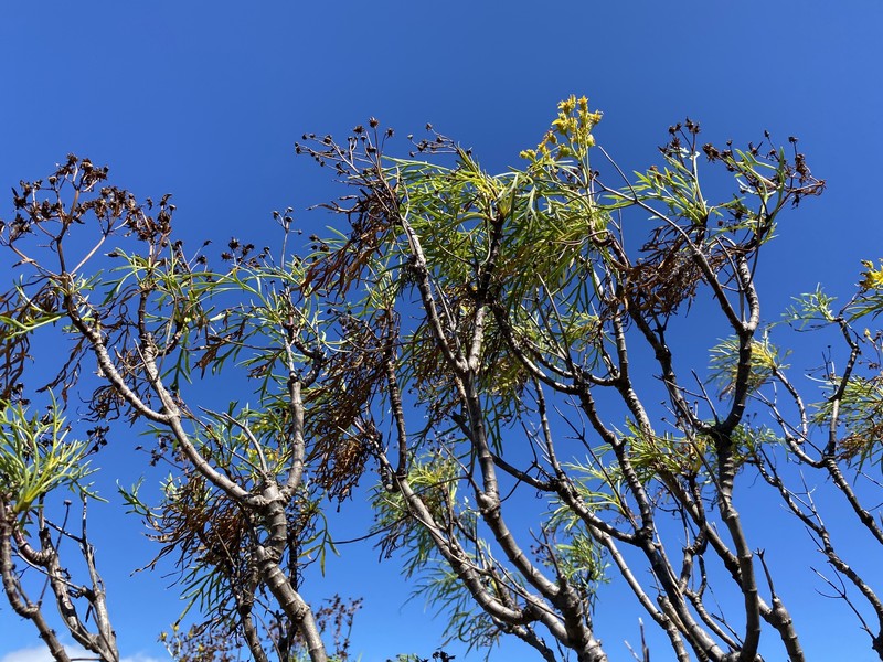 Bidens menziesii subsp. menziesii