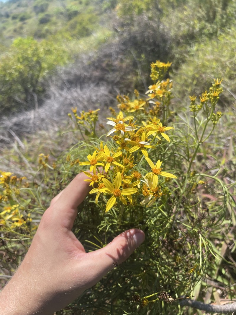 Bidens menziesii subsp. menziesii photo 2