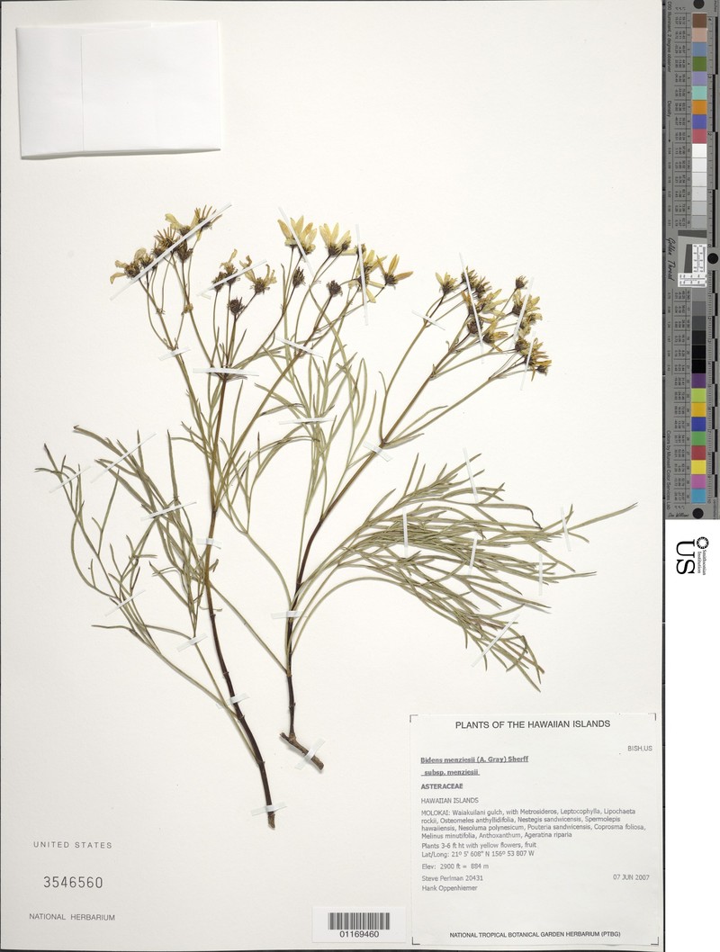 Bidens menziesii subsp. menziesii photo 3