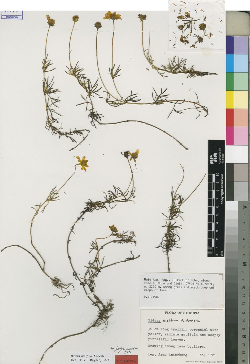 Bidens mesfinii