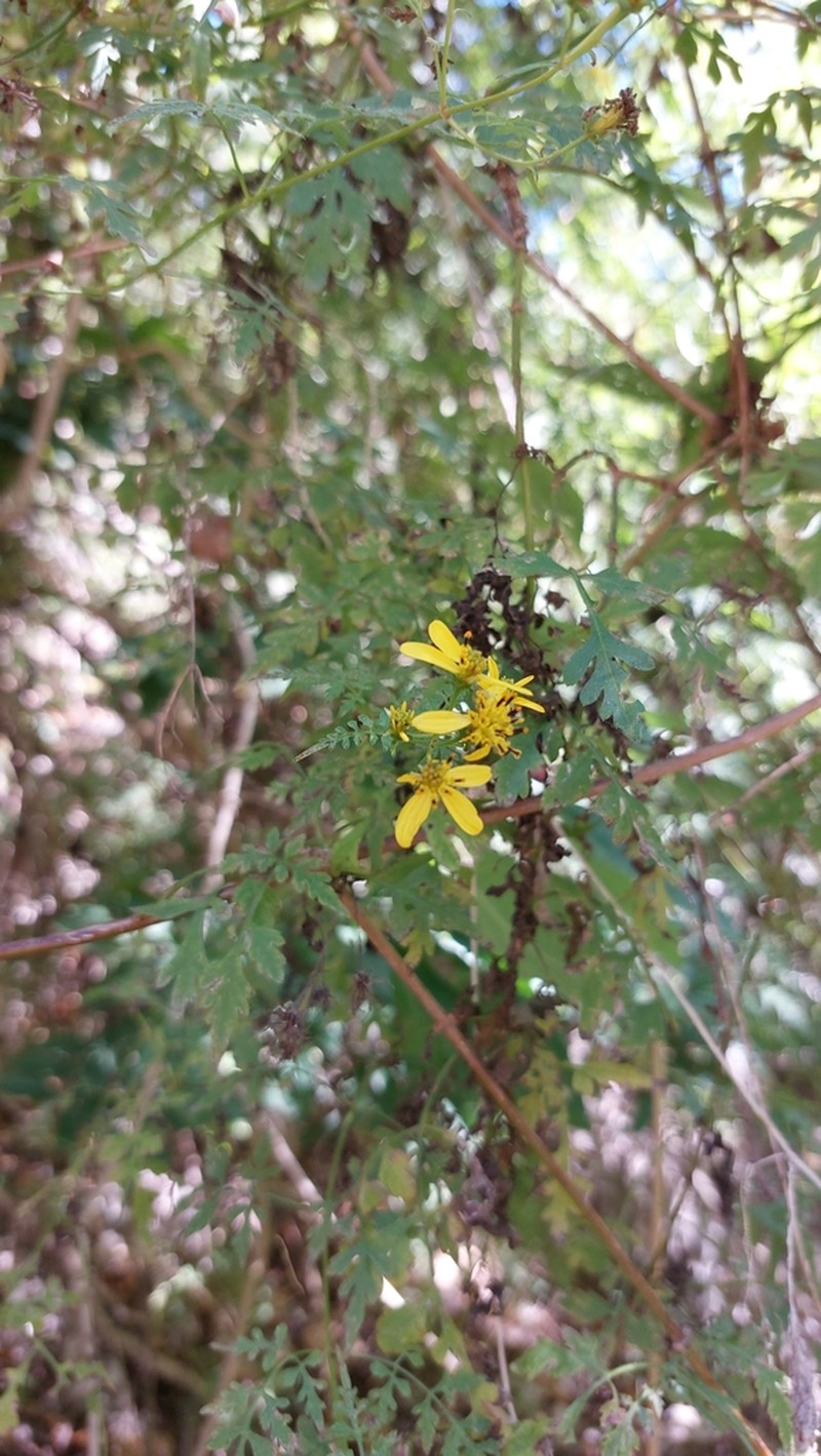 Bidens mexicana