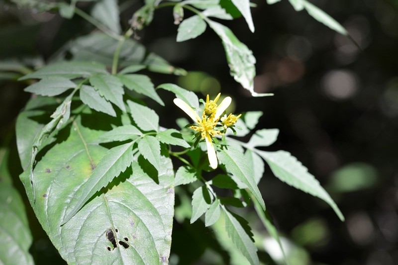Bidens mexicana photo 2