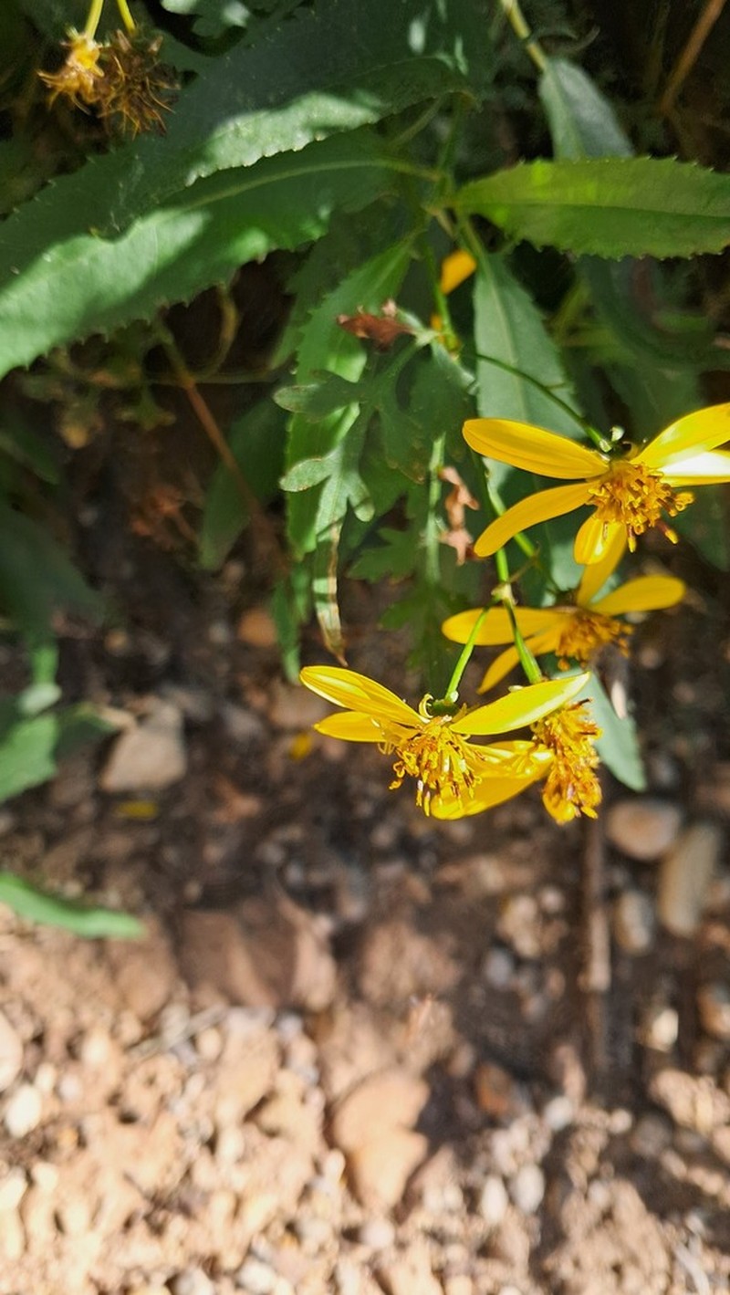 Bidens mexicana photo 3