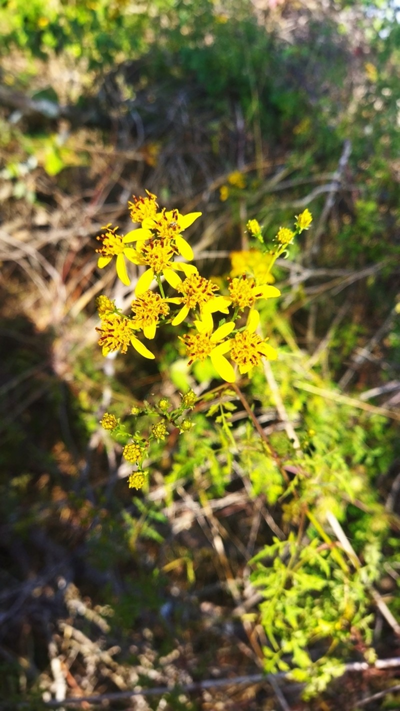Bidens mexicana photo 4