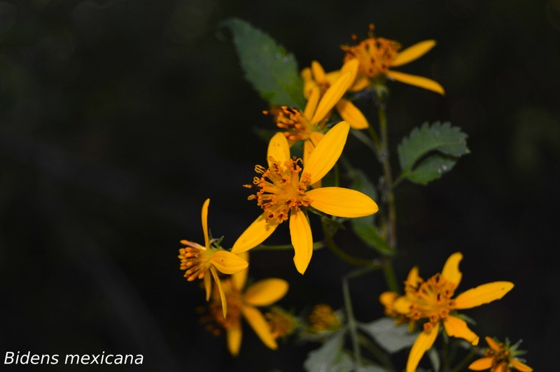 Bidens mexicana photo 5