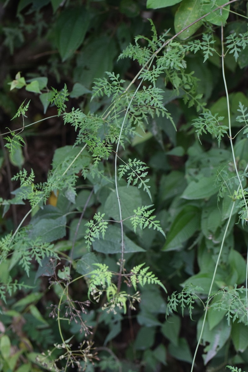 Bidens mexicana photo 6