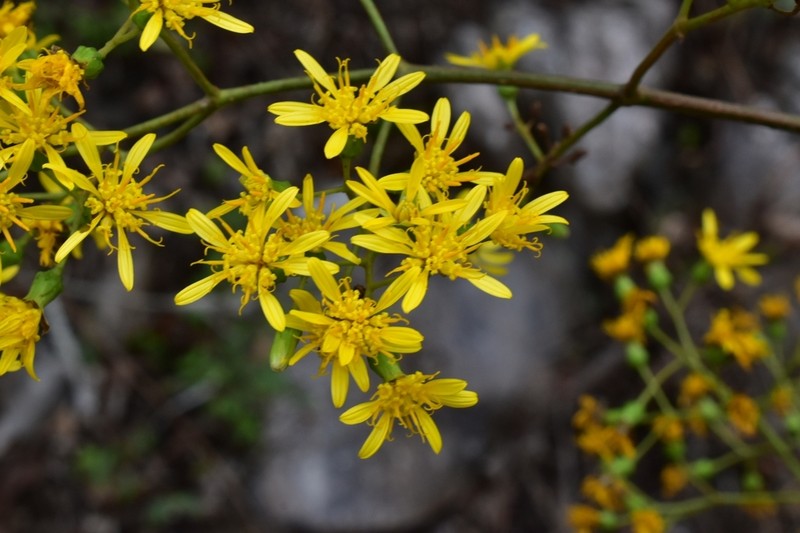 Bidens mexicana photo 7