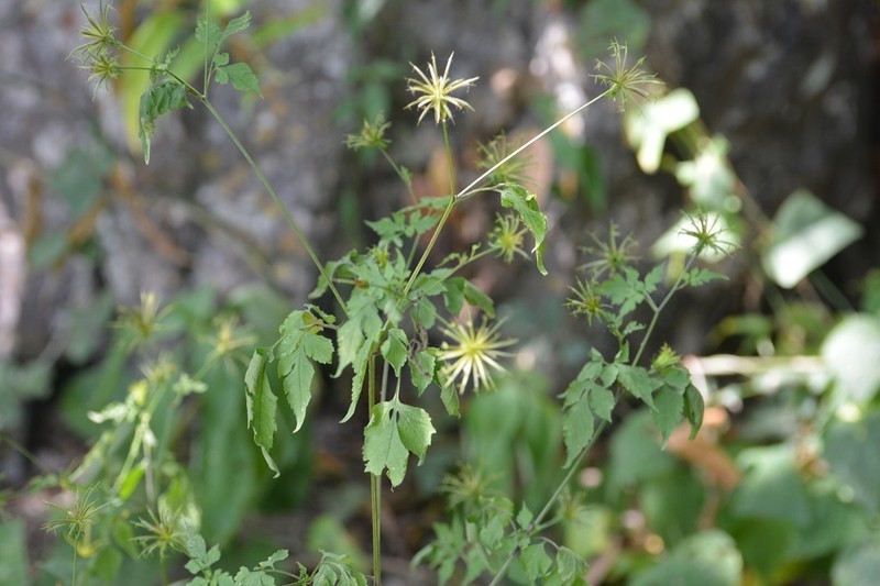Bidens mexicana photo 8