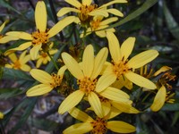Grassland Beggarticks